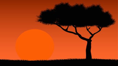 Afrika ovaları ve ağaçları. Gün batımı Afrika ovaları.