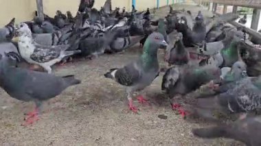 Güvercinlerin beslenme görüntülerini kapat.