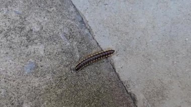 Kırkayak benzeri, arka bahçede çok bacaklı bir sürüngen yaşıyor..