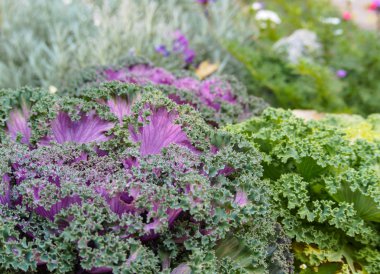 Süs Fringe Mix Kale Bahçe