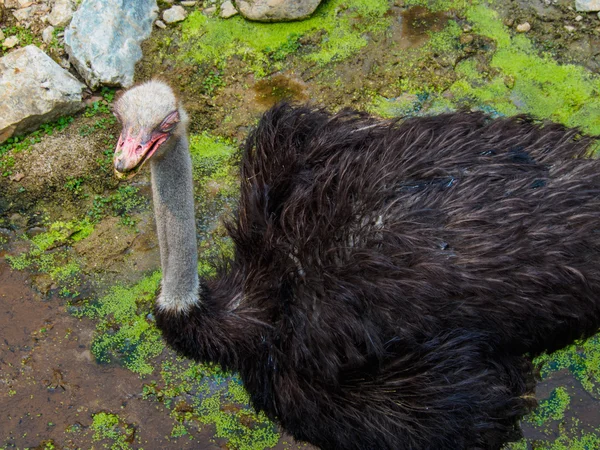 Struzzo che cammina nella palude allo zoo — Foto Stock