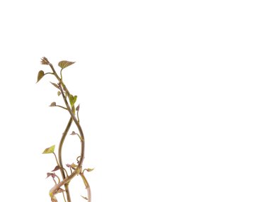 Taze dolambaçlı fidan izole, kırpma yolu