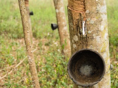 Kauçuk ağacı tarım ve plantation