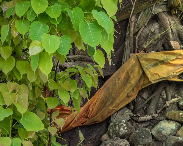 Bodhi leaves evenly between Bodhi tree — Stock Photo, Image