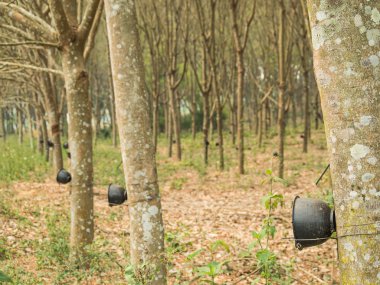 Plantation kauçuk ağacı hasat ormandaki