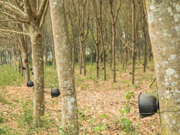 Plantation rubber Tree Harvesting in forest