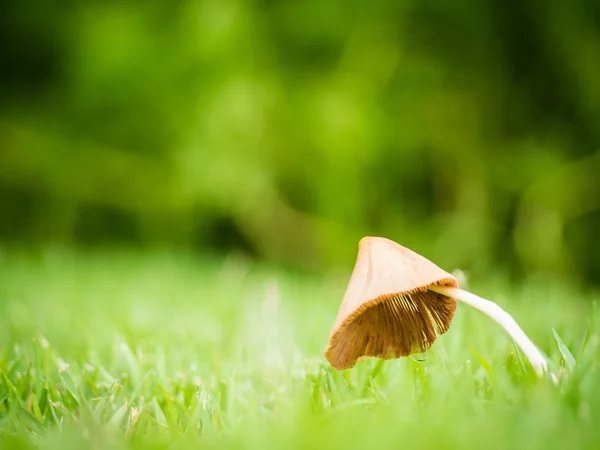 Little svamp med dagg i trädgården — Stockfoto