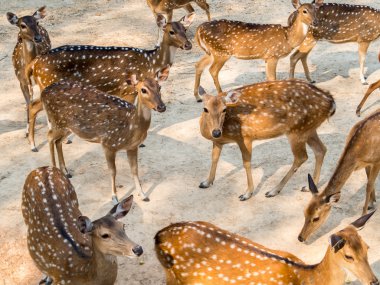 Grup doğal ortamlarında benekli geyik