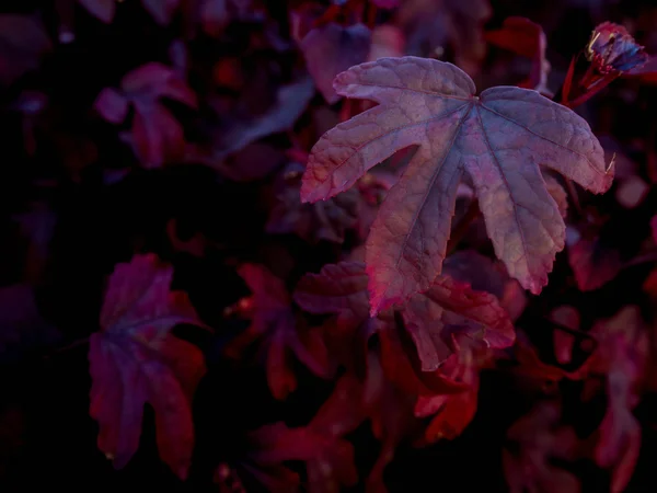 Image en gros plan des lobes rouges à cinq feuilles — Photo