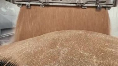 Buğday ihracatı konsepti. Silo 'ya tahıl kamyonu boşaltılıyor.