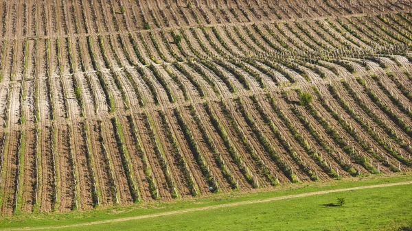 Campos de videira em um campo . — Fotografia de Stock