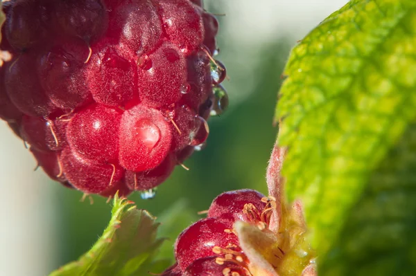 Bir şube makro üzerinde olgunlaşmış ahududu.