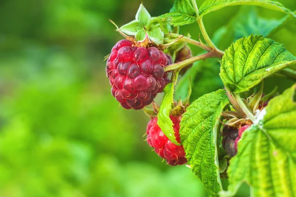 Ripe raspberry bushes. — Stock Photo, Image