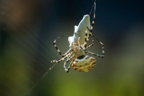 Araignée sur toile avec exploitation minière . — Photo