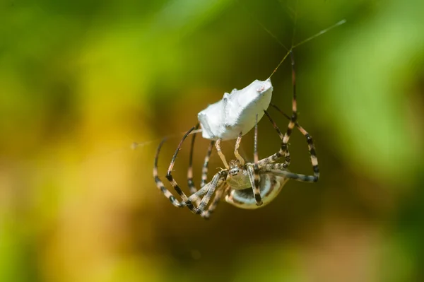 Spinne im Netz mit Bergbau. — Stockfoto