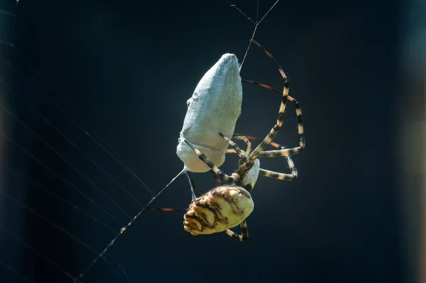 Spider on web with mining. — Stock Photo, Image