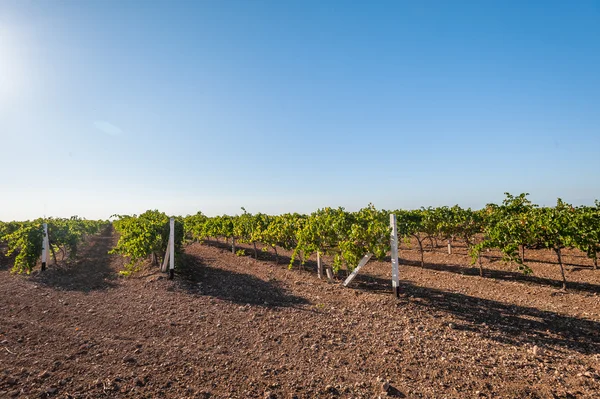 Campos verdes de vinha . — Fotografia de Stock