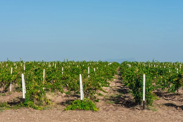 Campos verdes de vinha . — Fotografia de Stock