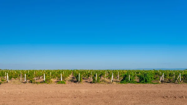 Campos verdes de vinha . — Fotografia de Stock