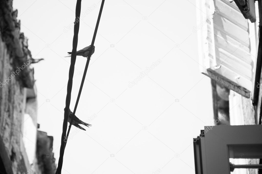 Urban bird on wire