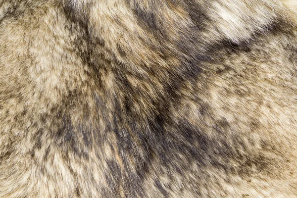 オオカミの毛皮のテクスチャ — ストック写真