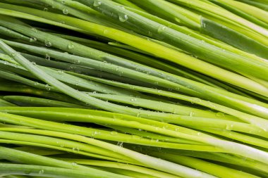 yaprakları yeşil taze soğan yakın çekim