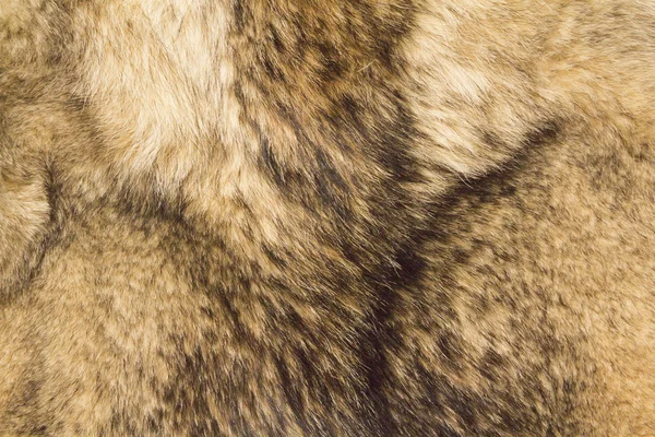 Wolf fur texture — Stock Photo, Image