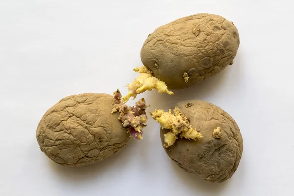 çürük eski çimlenme patates 