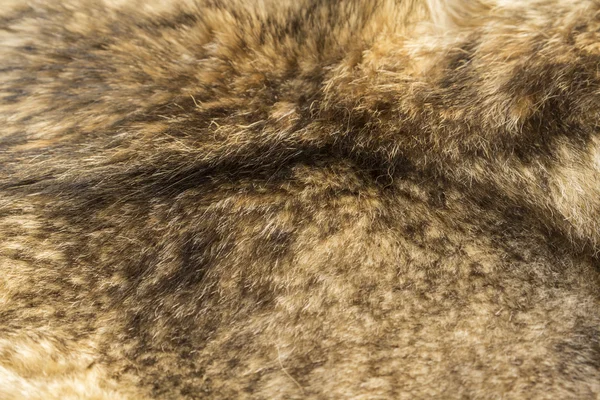 Texture fourrure de loup — Photo