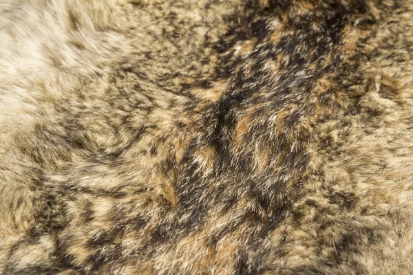 Wolf fur texture