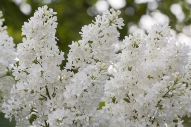 beyaz çiçekli güzel leylak