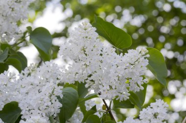 beyaz çiçekli güzel leylak
