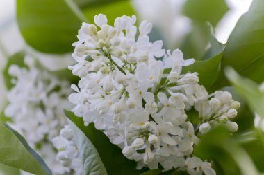 beyaz çiçekli güzel leylak