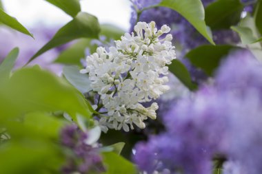 beyaz çiçekli güzel leylak