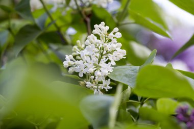 beyaz çiçekli güzel leylak