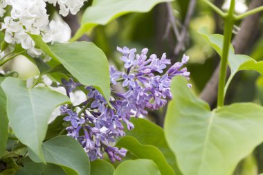 güzel lila mor çiçekler ile 