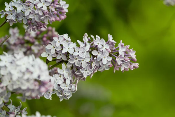 güzel lila mor çiçekler ile 