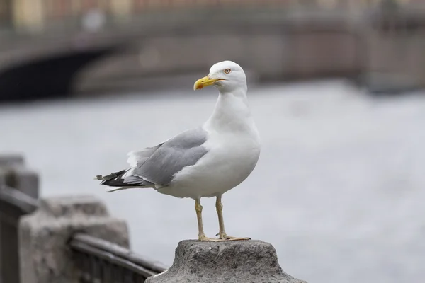 Seagull staande op de promenade. — Stockfoto