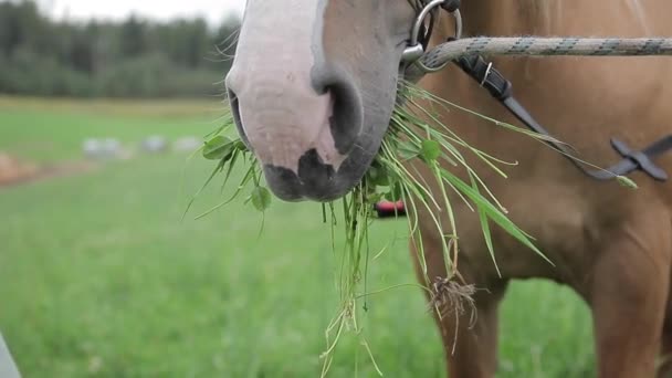 Detailní záběr na koně na pastvině, jak jí čerstvou zelenou trávu. Kůň s trávou v tlamě. — Stock video