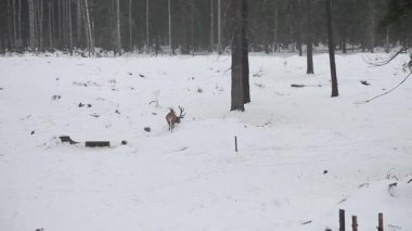 Kışın karlı ormanda boynuzları olan asil bir geyik, kozalaklı ormanda yürüyor ve yiyecek arıyor. Kışın vahşi hayvanlar..