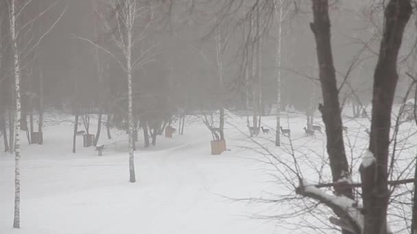 Een kudde reeën en damherten rennen op een mistige winterochtend door het bos. Wilde dieren in de natuur in de winter op de sneeuw. — Stockvideo