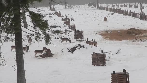 Ciervos de corzo y ciervos en barbecho comen, en una neblina mañana de invierno en un claro en el bosque. Animales salvajes en la naturaleza en invierno en la nieve. — Vídeos de Stock