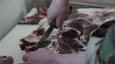 Bıçaklı bir erkek kasap, düşen bir geyiğin leşinden et parçaları kesiyor ya da geyik yumurtluyor. Avcı avlandıktan sonra bir geyik leşini bıçakla keser. Vahşi geyikleri doğramak.