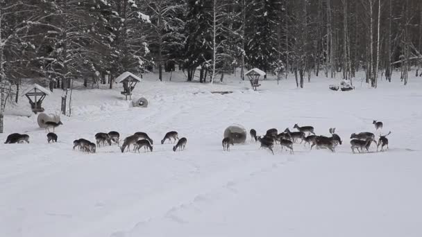 一群欧洲的小鹿在低洼地上 小鹿在低谷上 欧洲的休养鹿是在一个冬天的早晨在森林的一个空地上吃的 野生动物在冬天的雪地上觅食 — 图库视频影像