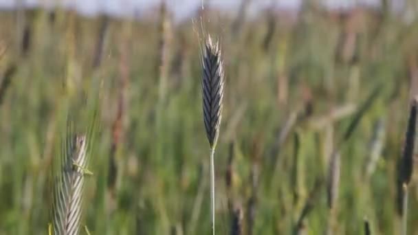 Ucho pszenicy lub żyta na polu. Zielone uszy pszenicy. Uprawy tła wzrostu. Koncepcja działalności rolniczej — Wideo stockowe