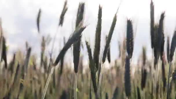 Oreja de trigo o centeno en el campo. Hojas verdes de trigo. Fondo de crecimiento de cultivos. Concepto del agronegocio agrícola — Vídeos de Stock