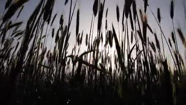 Oreja de trigo o centeno en el campo. Hojas verdes de trigo. Fondo de crecimiento de cultivos. Concepto del agronegocio agrícola — Vídeos de Stock