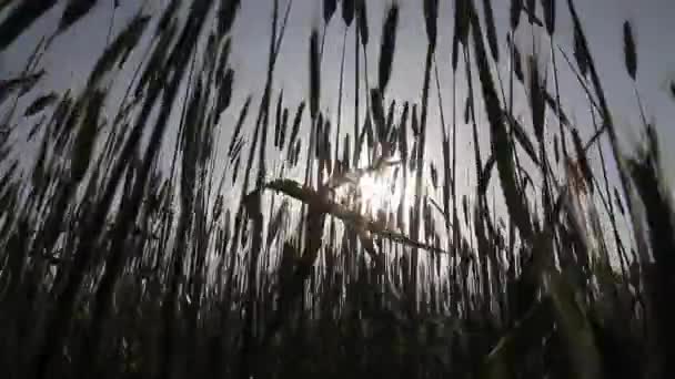 Oreille de blé ou de seigle dans les champs. Des épis verts de blé. Contexte de la croissance des cultures. Concept d'entreprise agricole agro-alimentaire — Video