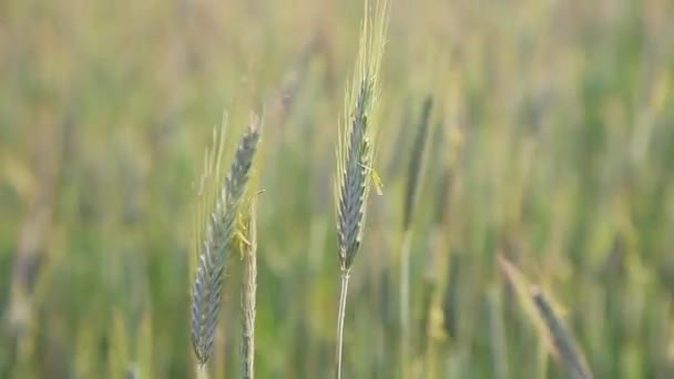 Вухо пшениці або жита в полі. Зелені вуха пшениці. Тло росту сільськогосподарських культур. Концепція аграрного агробізнесу — стокове відео