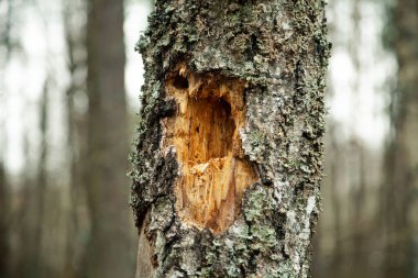 Çürümüş yaşlı bir ağaçtaki oyuk. Ağaçkakan delikleriyle süslenmiş içi boş bir ağaç gövdesi olan çürümüş bir ağaç gövdesinin parçası..